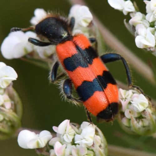 Trichodes apiarius